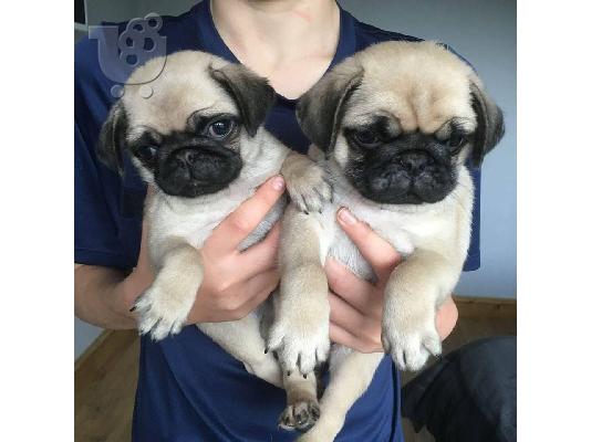 PoulaTo: Η Stkc κατέγραψε τα μωρά Pug